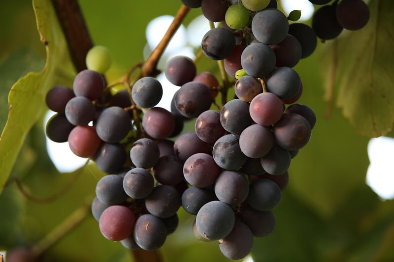 Vineyard